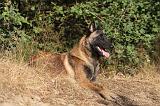 MALINOIS 097